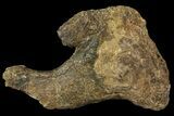 Fossil Dinosaur (Triceratops) Skull Section - North Dakota #155368-1